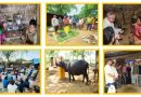 Building a sustainable large-scale dairy value chain – Insights from NOVA Dairy